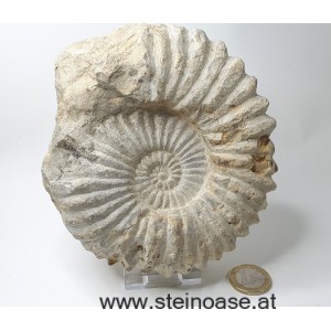 Ammonite versteinert 